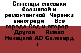 Саженцы ежевики безшипой и ремонтантной. Черенки винограда . - Все города Сад и огород » Другое   . Ямало-Ненецкий АО,Салехард г.